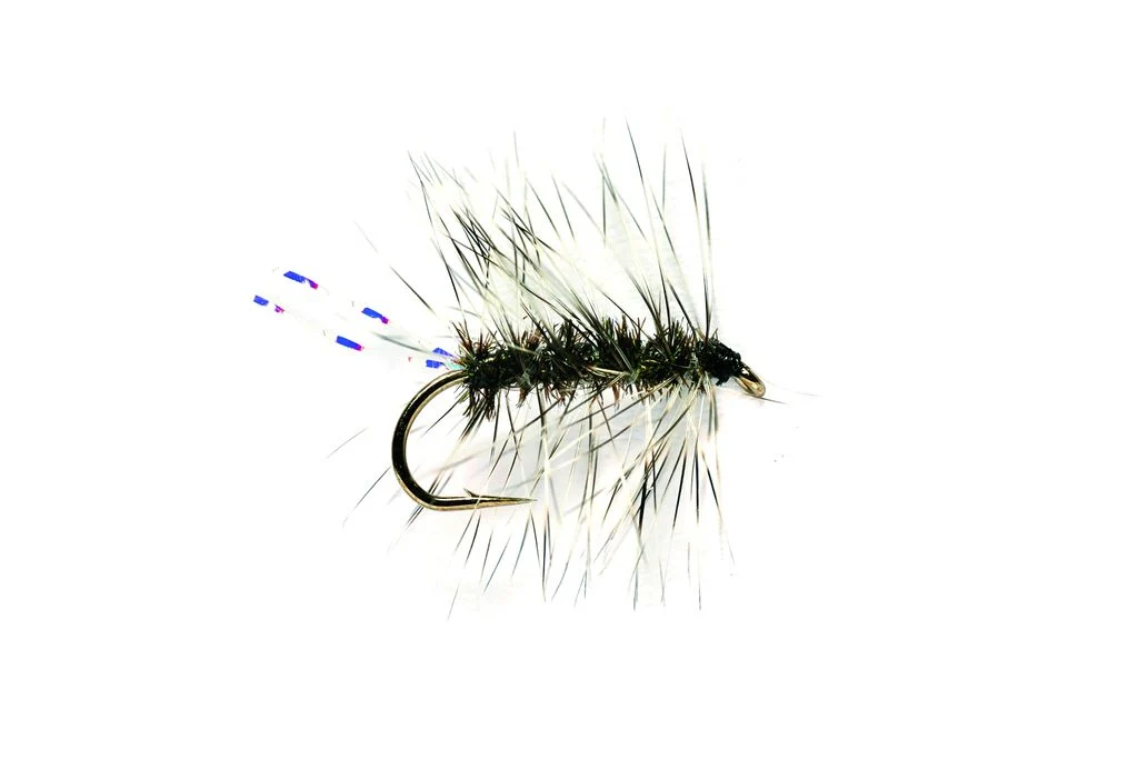 Griffith's Gnat