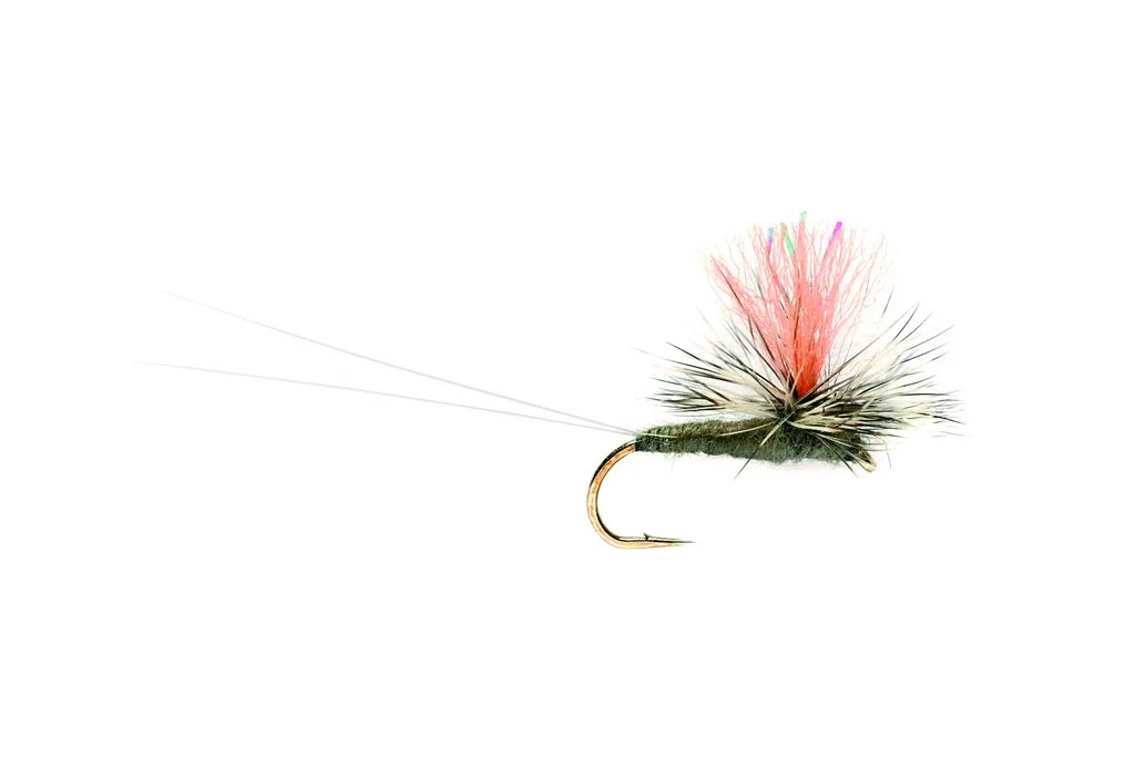 Twinkling Gulper